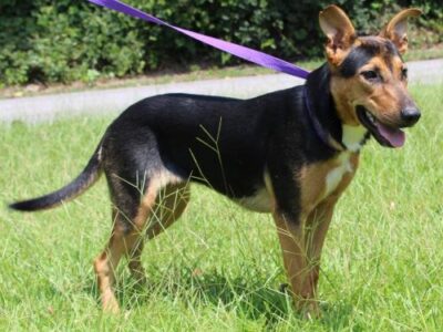 PAHS Pet of the Week: Meet Mia, Who Was Abandoned at Local Park