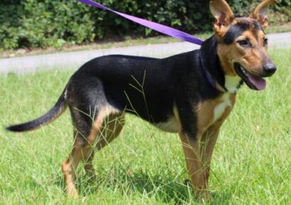 PAHS Pet of the Week: Meet Mia, Who Was Abandoned at Local Park