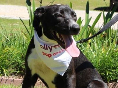 PAHS Pet of the Week is Abira; Pointer/Lab Mix is good with Children, Other Dogs