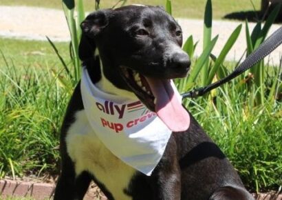 PAHS Pet of the Week is Abira; Pointer/Lab Mix is good with Children, Other Dogs