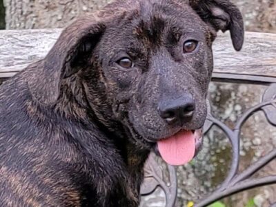 Elmore County Pet of the Week – Bogey