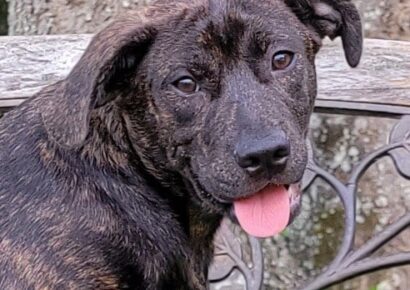 Elmore County Pet of the Week – Bogey