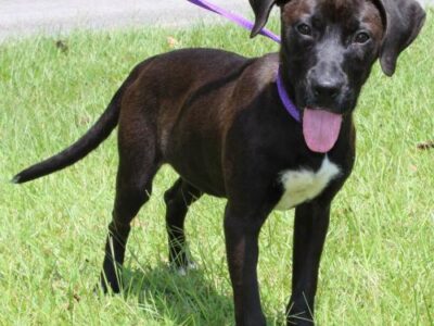 PAHS Pet of the Week: Meet Cinder! A Pretty, Happy Girl who is Very Active and Playful