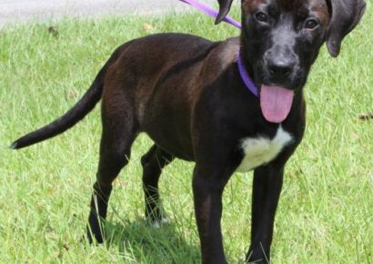 PAHS Pet of the Week: Meet Cinder! A Pretty, Happy Girl who is Very Active and Playful