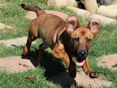 HSEC Pet of the Week: Kade is a Shepherd/Basset Mix; Short Legs but BIG Personality