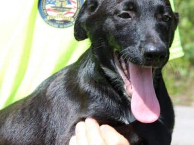 PAHS Pet of the Week: Meet Floyd; Pet Palooza Coming Oct. 16 to Cooters Pond Park