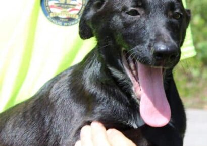 PAHS Pet of the Week: Meet Floyd; Pet Palooza Coming Oct. 16 to Cooters Pond Park