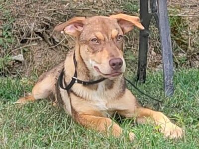 HSEC Pet of the Week: Meet Peter; A Sweet, Busy Boy that Wants to Please