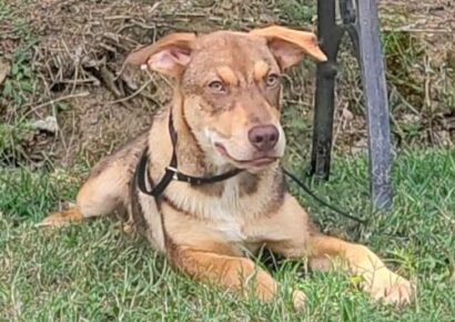 HSEC Pet of the Week: Meet Peter; A Sweet, Busy Boy that Wants to Please