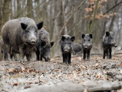 Wild Pig Management Workshop