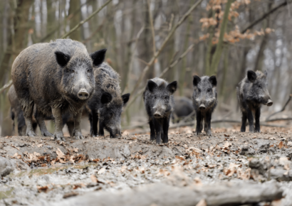 Wild Pig Management Workshop
