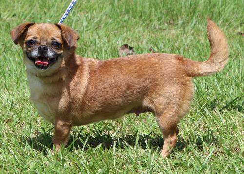 Autauga County Pet of the Week