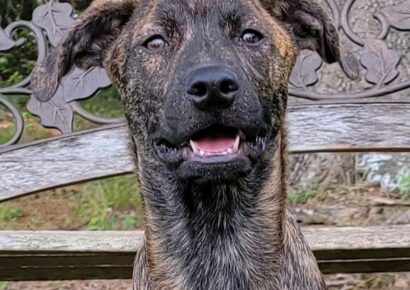 Meet Sully! HSEC’s Pet of the Week is a Cuddle Buddy For Sure