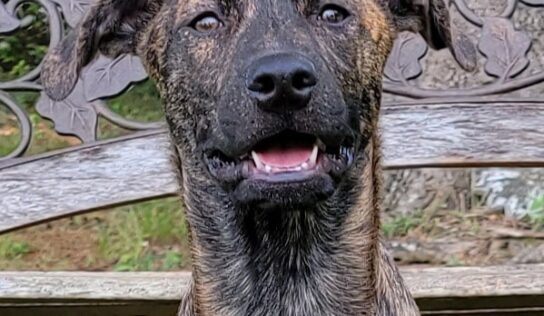 Meet Sully! HSEC’s Pet of the Week is a Cuddle Buddy For Sure