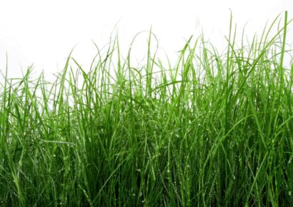 Millbrook Enters Agreement with ALDOT to Take over Care of Overgrown Areas