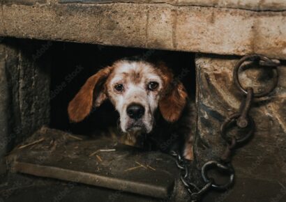 Prattville Council Amends Ordinance to Strengthen Laws for Chained, Abused Animals