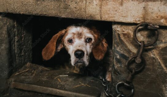 Prattville Council Amends Ordinance to Strengthen Laws for Chained, Abused Animals