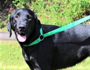 PAHS Pet of the Week: Meet Darcie! Beautiful Girl and a Real Lady