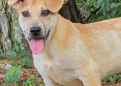 HSEC Pet of the Week: Gwen Stefani; Loves Tummy Rubs, Water and Toys