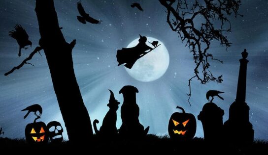 HSEC NEWS: Halloween Doesn’t Have to be Spooky for Your Pets; Keep their Safety in Mind