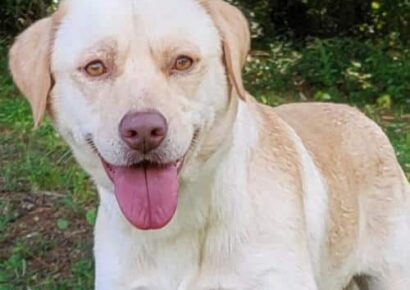 HSEC Pet of the Week: Meet Phyllis; Gentle, Loves Attention and Belly Rubs