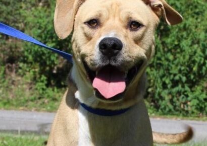 PAHS PET OF THE WEEK: Meet Ray! Handsome and Energetic Lab Waiting for New Family