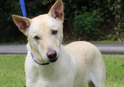 PAHS Pet of the Week: Meet Sable! Beautiful, Well-Behaved, Housetrained