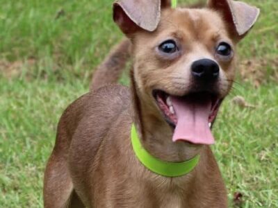 PAHS Pet of the Week: Meet Snoody! Very Active and Full of Personality