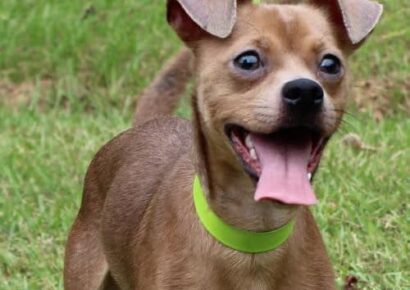 PAHS Pet of the Week: Meet Snoody! Very Active and Full of Personality