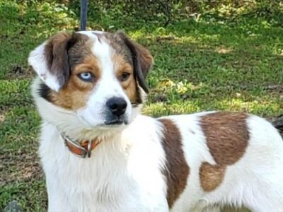 HSEC Pet of the Week: Meet Ziggy! A Bit Shy At First, but Loves Attention