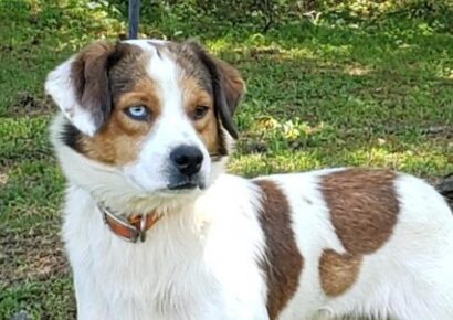 HSEC Pet of the Week: Meet Ziggy! A Bit Shy At First, but Loves Attention