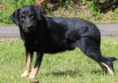 PAHS Pet of the Week: Meet Apollo; A Gentle Giant, Good with Dogs and Children