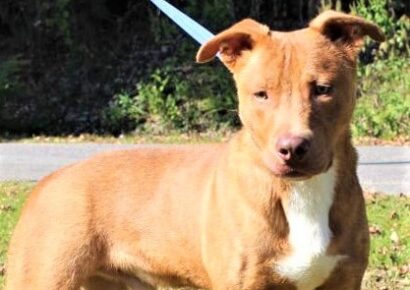 PAHS Pet of the Week: Meet Buddy! Active, Playful and Good With Dogs, Children