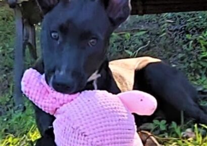 HSEC Pet of the Week: Meet Demi! Quite the Clown and Adores Toys