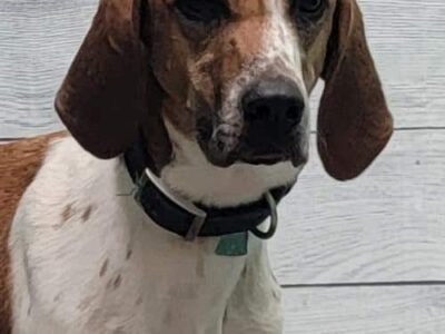 HSEC Pet of the Week: Dolly! Tall, Super Sweet and a Melodious Hound Voice, of Course