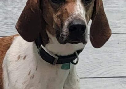 HSEC Pet of the Week: Dolly! Tall, Super Sweet and a Melodious Hound Voice, of Course