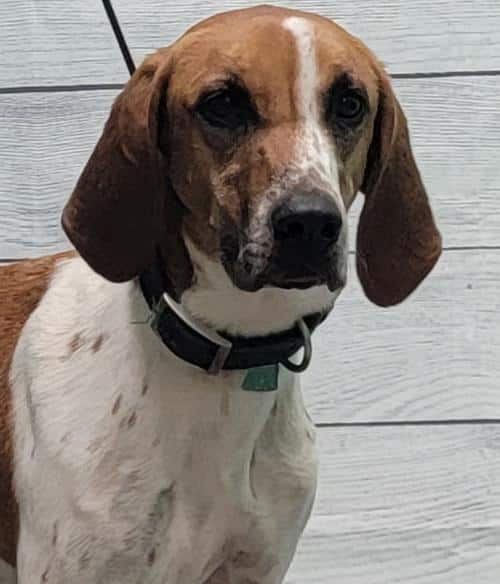 HSEC Pet of the Week: Dolly! Tall, Super Sweet and a Melodious Hound Voice, of Course