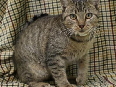 PAHS Pet of the Week: Meet Hayes! Spunky Fellow with A Lot of Personality