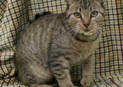 PAHS Pet of the Week: Meet Hayes! Spunky Fellow with A Lot of Personality