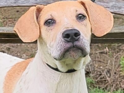 HSEC Pet of the Week: Meet Kid Rock! Loves Tummy Rubs, Toys and good with Others