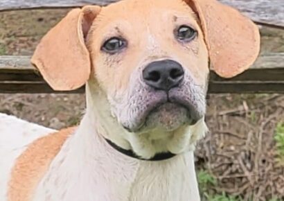 HSEC Pet of the Week: Meet Kid Rock! Loves Tummy Rubs, Toys and good with Others