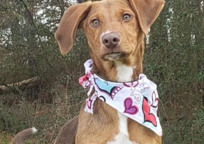 HSEC Pet of the Week: Meet Mandy! Owner’s Ill Health Forced Her into a Shelter