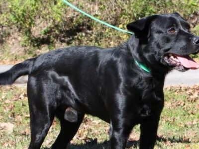 PAHS Pet of the Week: Meet Roland! Super Handsome, Very Active and Strong