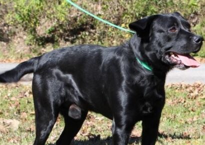 PAHS Pet of the Week: Meet Roland! Super Handsome, Very Active and Strong