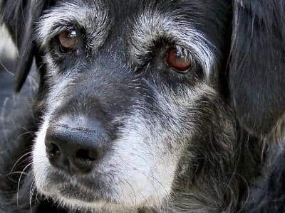 HSEC NEWS: Senior Pets and their Owners Often Need Extra Care