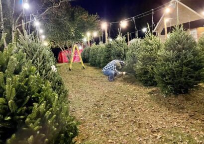Live Christmas Trees: Opening Day at St. Michael and All Angels’ Tree Lot is Saturday
