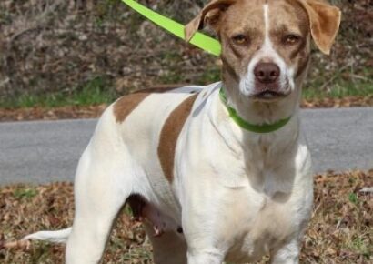 PAHS Pet of the Week: Meet Baby Girl! Pointer Mix has been Spayed and Needs Secure Fence