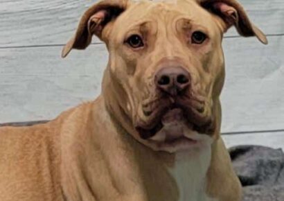 HSEC Pet of the Week: Meet Butter! Lab/Pit Mix Great with Other Dogs