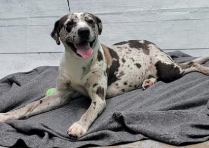 HSEC Pet of the Week: Meet Cocoa! Catahoula Mix is Good with Big Dogs, but Not Small Animals