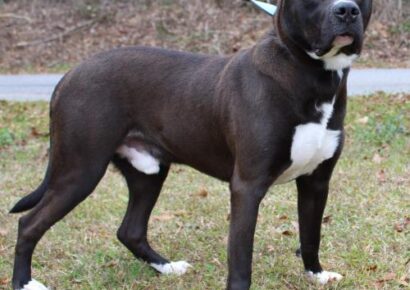 PAHS Pet of the Week: Meet Conan! Big Guy Could be a Great Companion Dog with a Little Patience